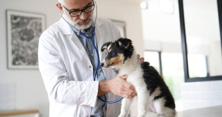 What You Should Know Before Choosing a Veterinary Clinic